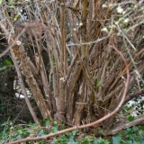 Obrezivanje orlovih noktiju u jesen: dijagrami, video zapisi, savje...